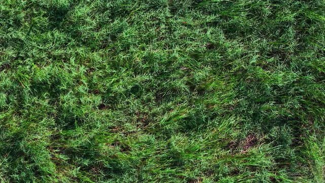 Wind blowing over the green grass background