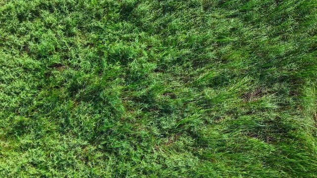 Wind blowing over the green grass background