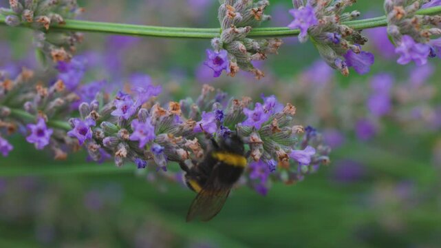 4k, slow motion. with a bumblebee collecting pollen from a lavender flower,