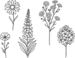 Vintage Botanical Hand Drawn Wildflower Vector Illustration Set Featuring Beautiful Garden Floral Line Art Sketches © Rajib