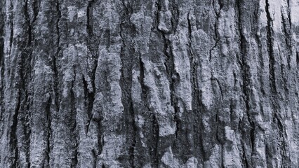 Naklejka premium Black and white banyan tree roots with intertwined natural forms and rugged surface textures. Dramatic monochrome background for nature, heritage, and abstract concepts.