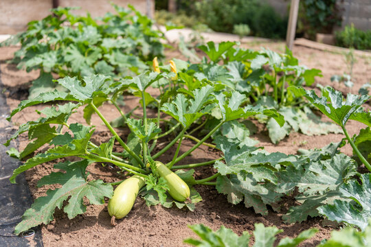 Zucchini Plant with Vegetable Bed in Soft Background