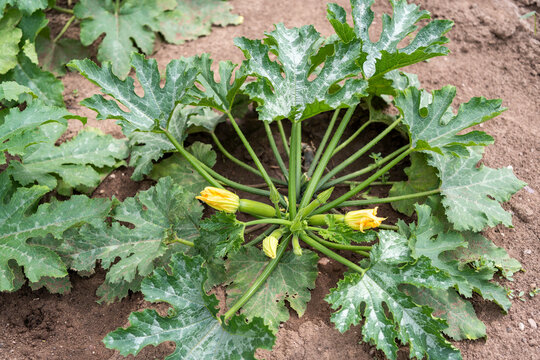 Healthy Zucchini Plant with Blossoms and Young Fruits from Above
