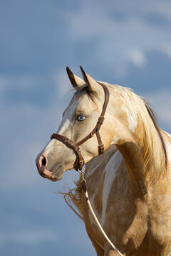 Arabisches Partbred mit blauem Auge