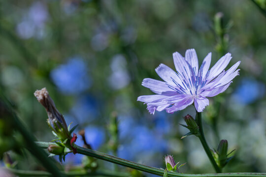 Close up of a blue chicory flower (Cichorium intybus) blooming in a summer field with copy space.