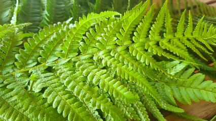 Close-up of Green Fern Leaves © Iryna