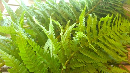 Close-up of Green Fern Leaves © Iryna