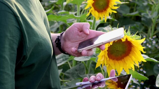 Close-up of middle aged man holding tablet and checking information on smartphone while standing in sunflower field at sunset. Concept of digital communication, smart farming and connected agriculture