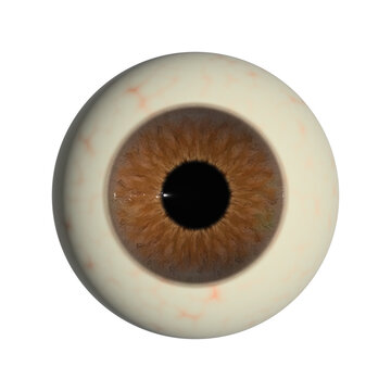 Eyeball Anatomy Isolated on Transparent Background PNG, human eye, eyeball, brown iris, anatomy, medical illustration, realistic eye, vision