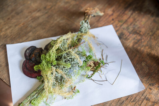 Flat lay of foraged natural forest items including pale green usnea lichen, curled fern fiddleheads, dark maroon bracket fungus and dry twigs arranged on white paper  