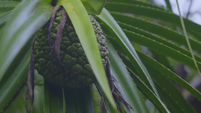 Close Up of Pandanus Tree Leaves in Tropical Okinawa