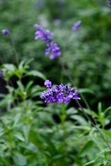 Fototapeta premium Close-up of vibrant purple lavender flowers blooming against a blurry green foliage background in a daytime garden