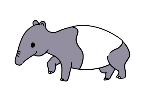vector illustration of an tapir