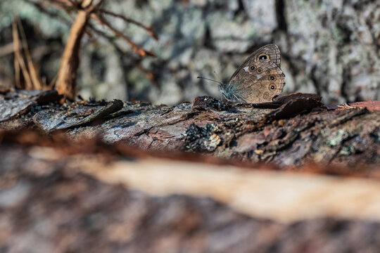Woodland brown butterfly Lopinga achine resting on a textured tree trunk bark in Latvia wild nature macro close up