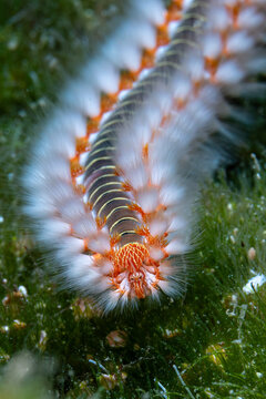 fireworm