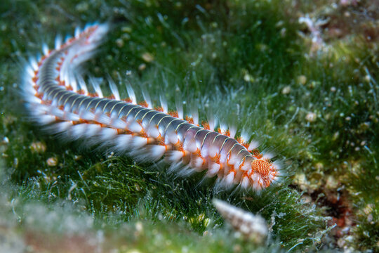 fireworm