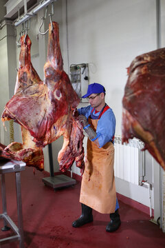 A meat-packing plant worker butchers a horse carcass. Heavy physical labor. Pieces of meat. Horse carcasses hang in the workshop. Meat-processing business concept