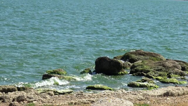 Green algae Ulva intestinalis (synonym: Enteromorpha intestinalis) growing on a stone in a lagoon during a green algal bloom