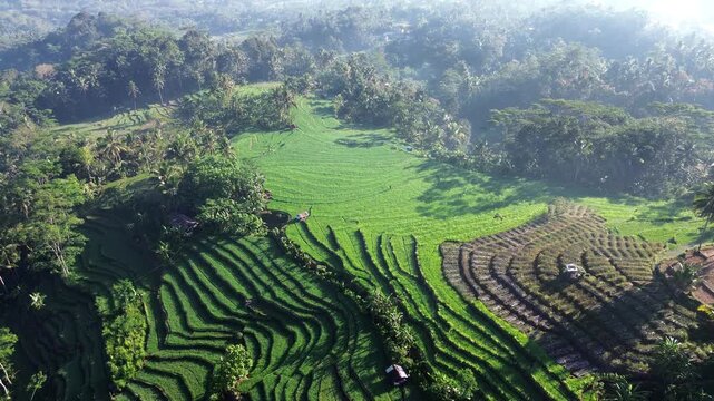 Aerial view captures lush green terraces