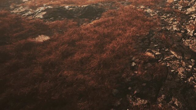 The scene shows a rugged ground covered with scattered rocks and patches of brown and red plants under bright daylight. The landscape highlights the natural forms found in outdoor settings.