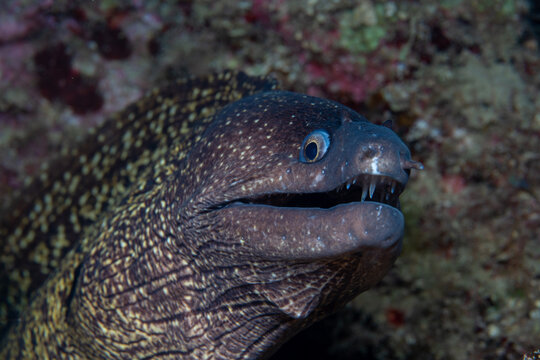 fish on coral