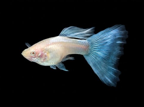 Albino Blue Tail Guppy Fish Isolated on Black Background.
