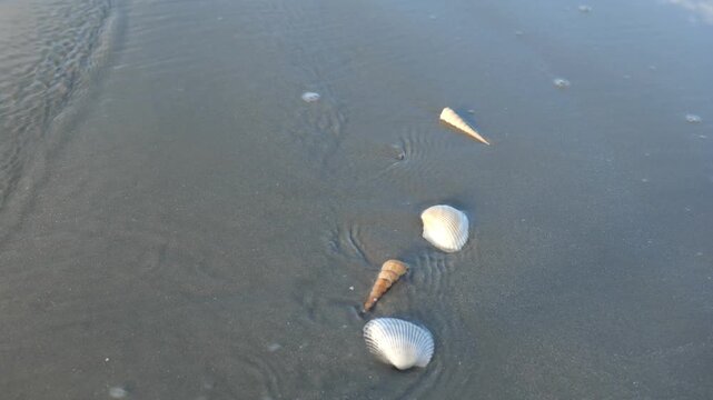 Close-up top view of gentle sea waves washing over seashells scattered on wet sand, capturing the natural rhythm of the ocean.