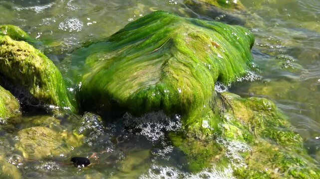 Green seaweed Ulva intestinalis (Enteromorpha intestinalis) growing on a rock in a lagoon ecosystem during seasonal water bloom.