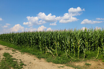 Fototapeta premium A vast green field of tall corn stretches along a rural dirt road under a bright summer sky. Fluffy white clouds contrast harmoniously with the lush greenery of the expansive plants on a sunny day.