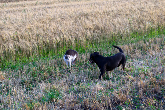 A black dog and a fluffy cat unexpectedly meet on the mown edge of a golden wheat field during a summer walk. The animals observe each other with curiosity and caution among the dry straw and green gr