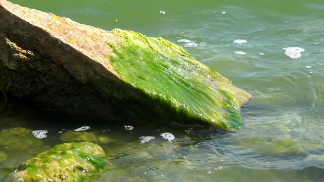 Green seaweed Ulva intestinalis (Enteromorpha intestinalis) growing on a rock in a lagoon ecosystem during seasonal water bloom.
