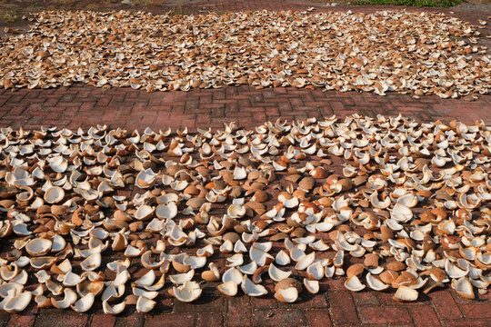 Wide shot of coconut meat pieces sun-drying on brick pavement for copra production. Natural agricultural processing method. Suitable for tropical farming, edible oil industry, and food production