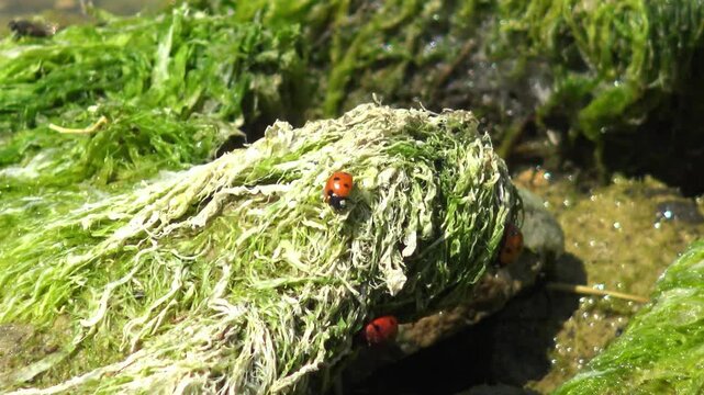 The shore of the Khadzhibey Estuary, Odessa Region, Ukraine. Seven spotted ladybird (Coccinella septempunctata)