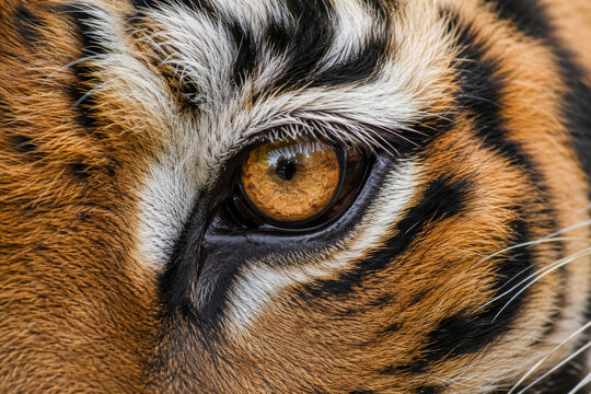 Extreme macro close up of Bengal tiger eye with detailed iris, striped fur and powerful wildlife portrait