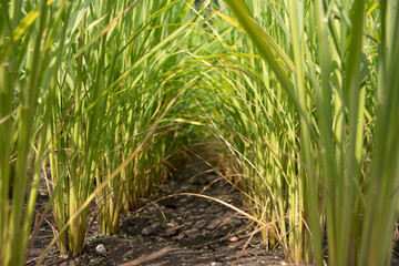 Fototapeta premium Green rice paddy plants forming a natural tunnel