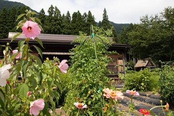 Pink hibiscus flowers blooming in a rustic garden © kodai