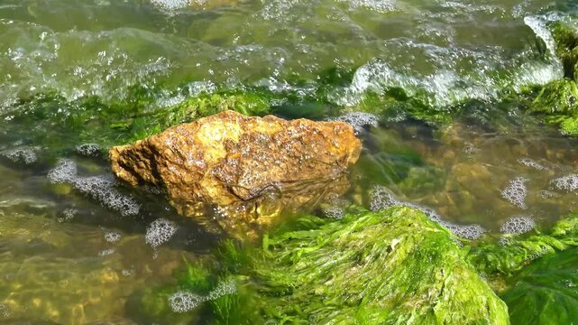 Bloom of the green alga Ulva intestinalis (formerly Enteromorpha intestinalis) covering a stone in a brackish lagoon.