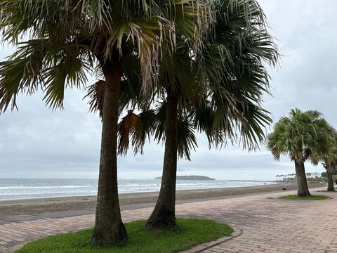 Palm tree promenade with Aoshima Island in the distance, Miyazaki, Japan