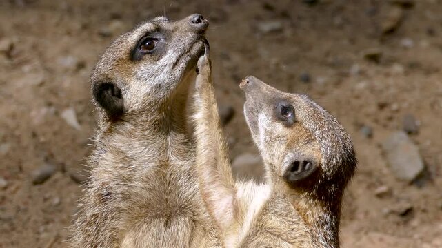 Funny Meerkat Slaps Another Meerkat While Standing Guard. Two meerkats standing guard scan their surroundings when one slaps the other after it looks upward, creating a funny wildlife interaction