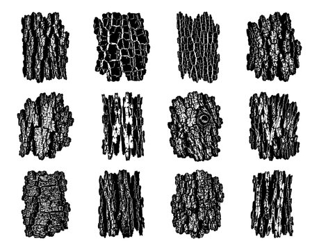 Tree bark texture silhouette set in black featuring twelve unique natural bark panels with rugged wood patterns