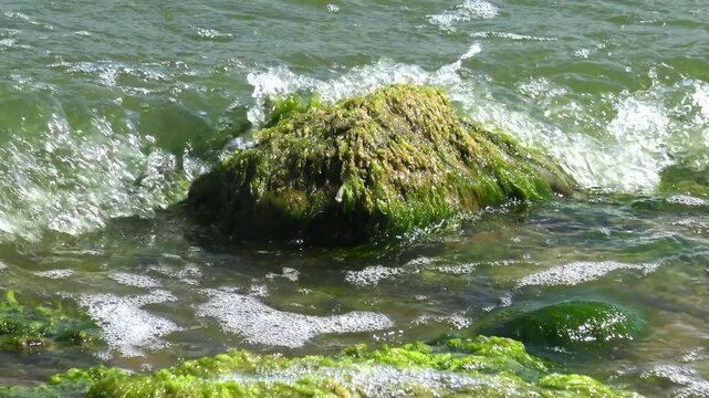 Green algae Ulva intestinalis (synonym: Enteromorpha intestinalis) growing on a stone in a lagoon during a green algal bloom (water bloom).