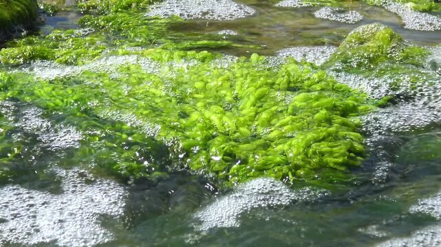 Green algae Ulva intestinalis (synonym: Enteromorpha intestinalis) growing on a stone in a lagoon during a green algal bloom (water bloom).