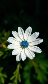 Fluffy white petals surround a bright blue center, floral, decorative