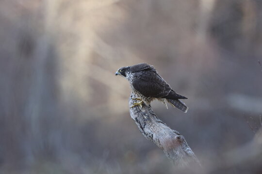 Female peregrine falcon perched on a tree branch in the Swabian Jura, Germany
