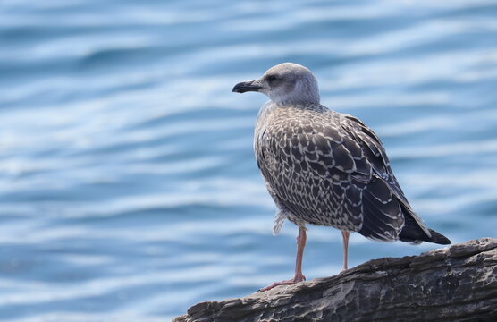 Yellow-legged gull on rock, Larus michahellis juvenile, birds of Montenegro