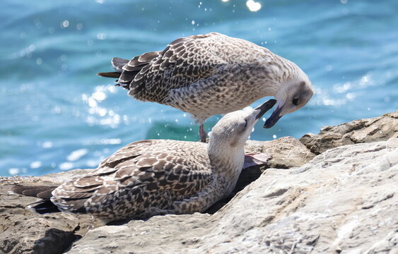 Yellow-legged gull on rock, Larus michahellis juvenile, birds of Montenegro