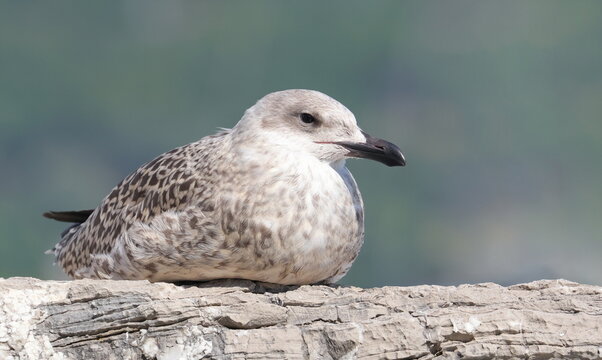 Yellow-legged gull on rock, Larus michahellis juvenile, birds of Montenegro