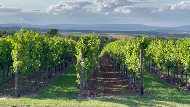 Camera pan over a sunny vineyard landscape in Rheinhessen, famous German wine region