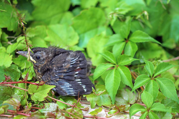 Young blackbird chick in front of an ivy-covered wall © TwilightArtPictures
