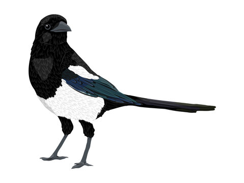Eurasian magpie bird with iridescent feathers